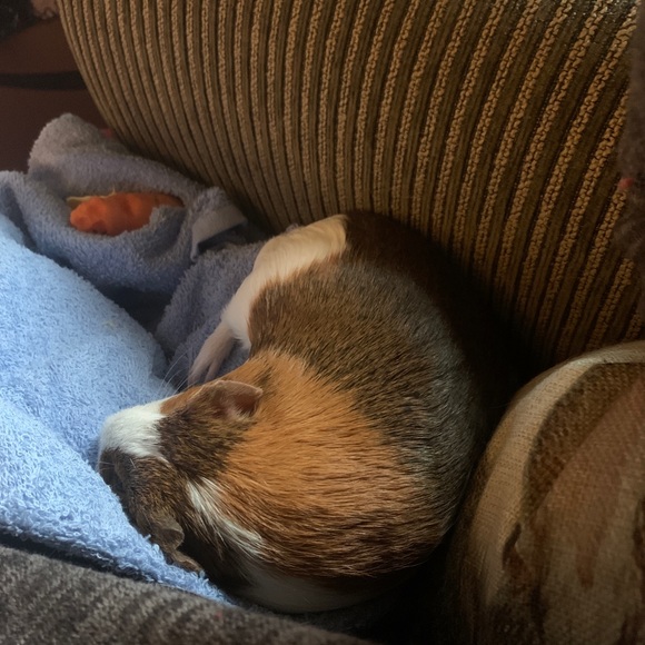 Meet your Posher, Susan - Picture 5 of 8